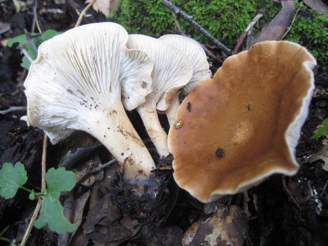 clitocybe da determinare